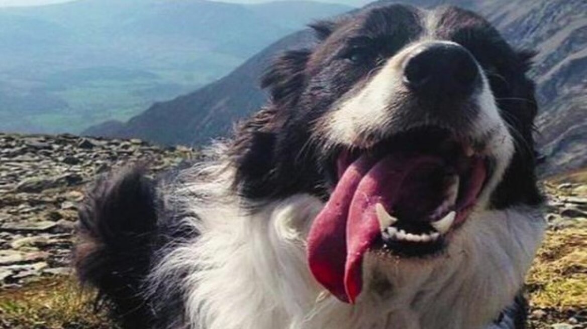 Βρετανία: Σκύλος ξαναβρήκε τον ιδιοκτήτη του χάρη σε 6.000 χρήστες των social media!